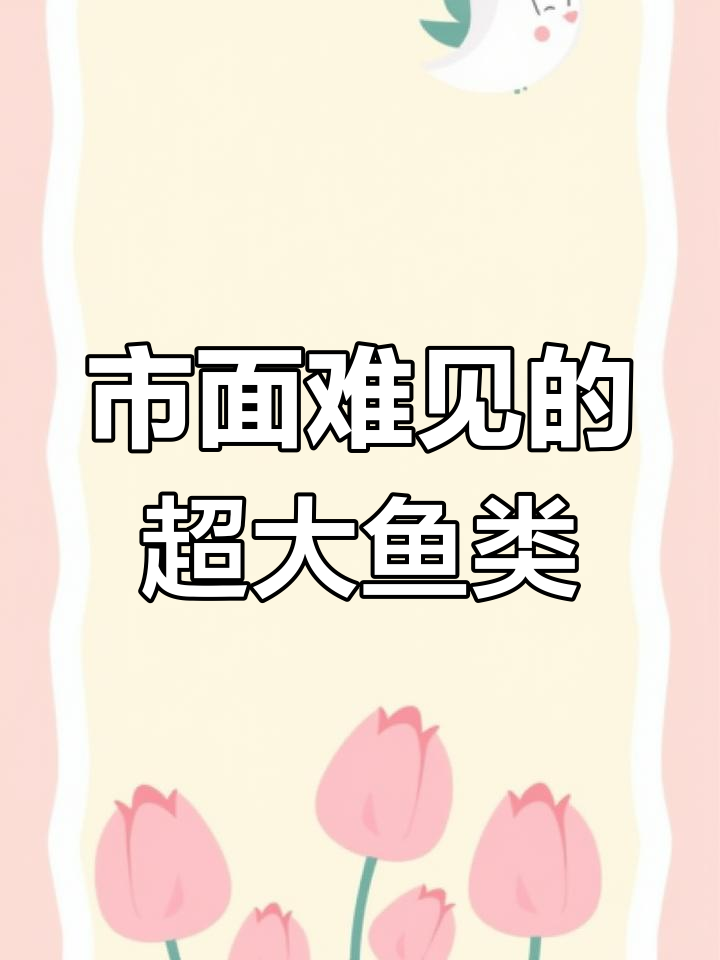 罕见巨型铁甲武士鱼,观赏价值极高