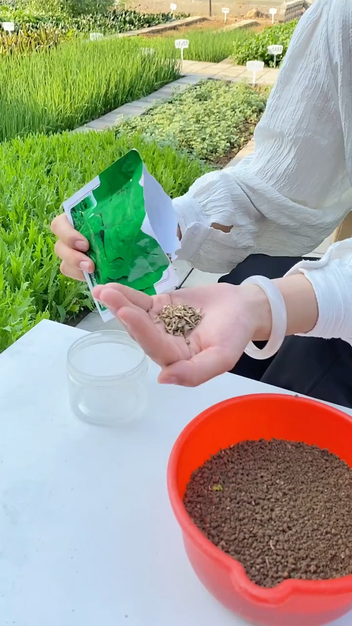菠菜种植方法