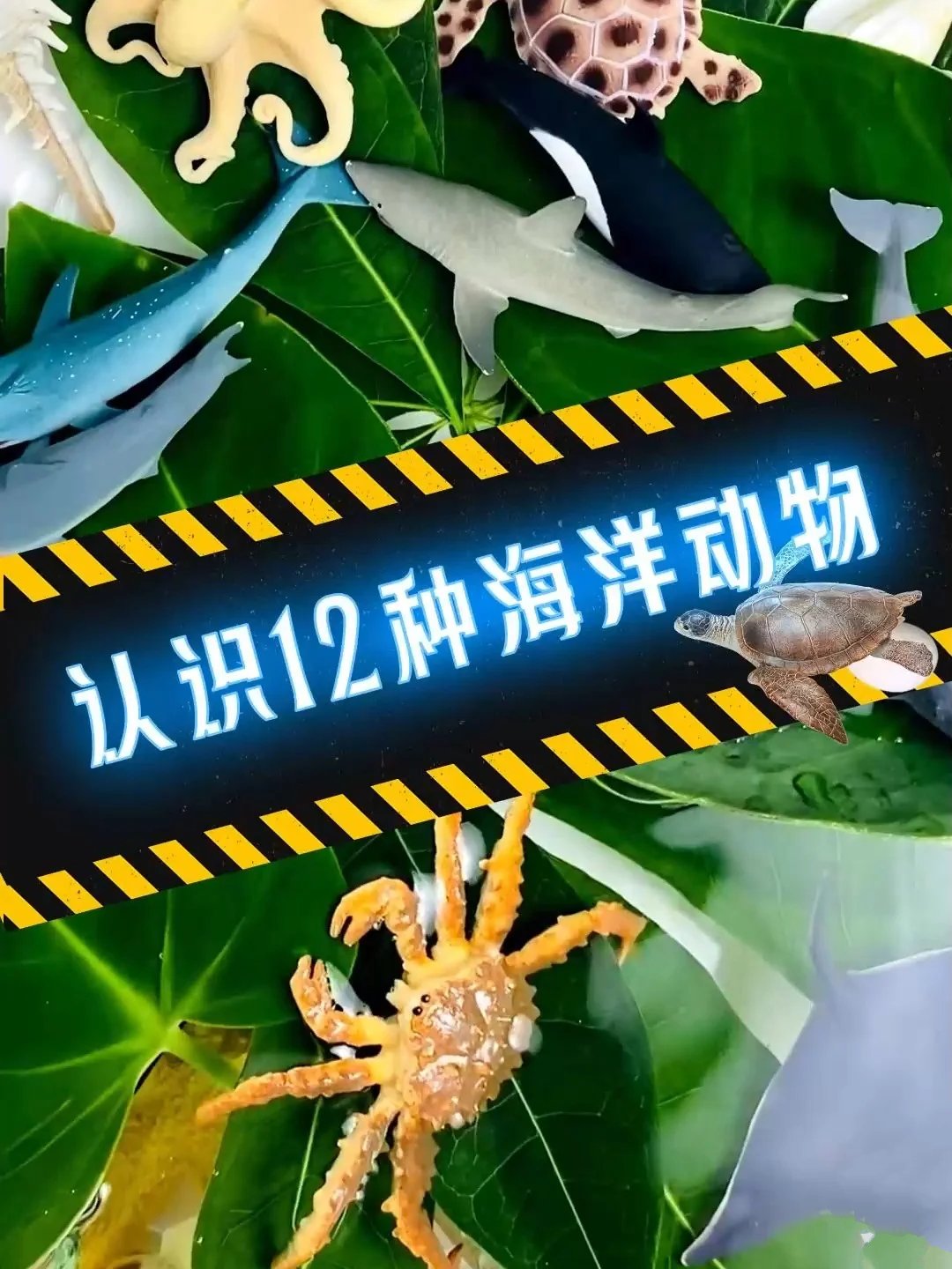 认识12种海洋动物啦!隔壁小朋友一遍就会