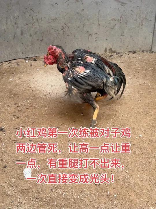 小红鸡第一次练被对子鸡两边管死,有重腿打不出来,一次直接变成光头!