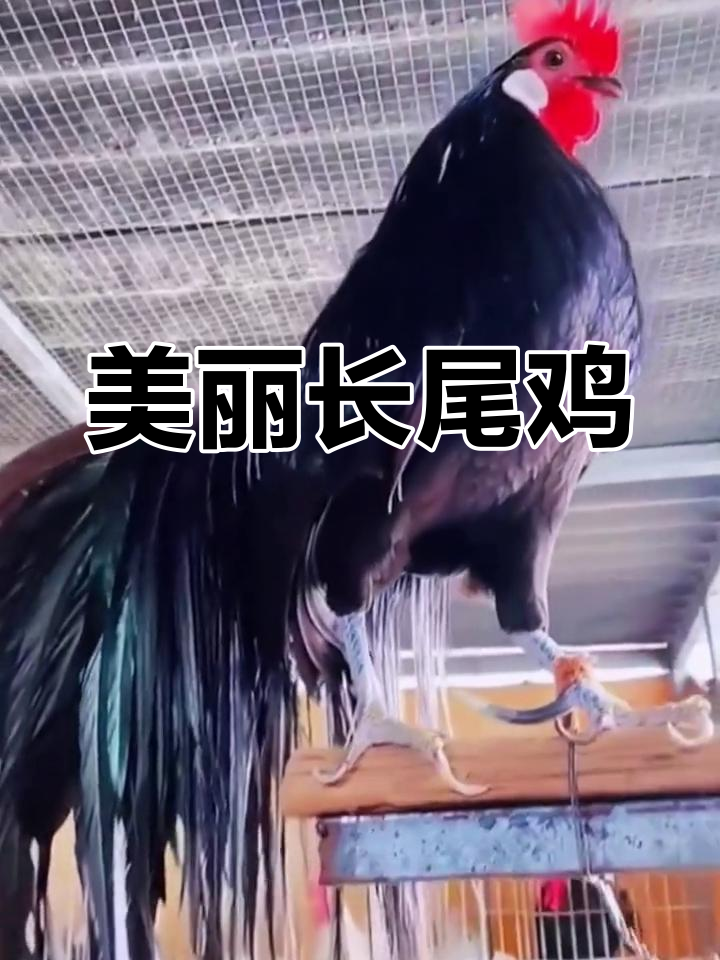 长尾鸡:观赏与实用并存,适合全国各地养殖