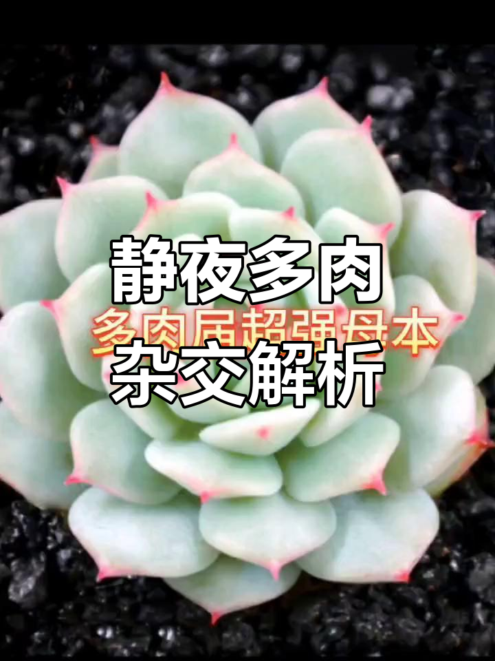 多肉杂交品种大揭秘:静夜与花月夜的奇妙组合