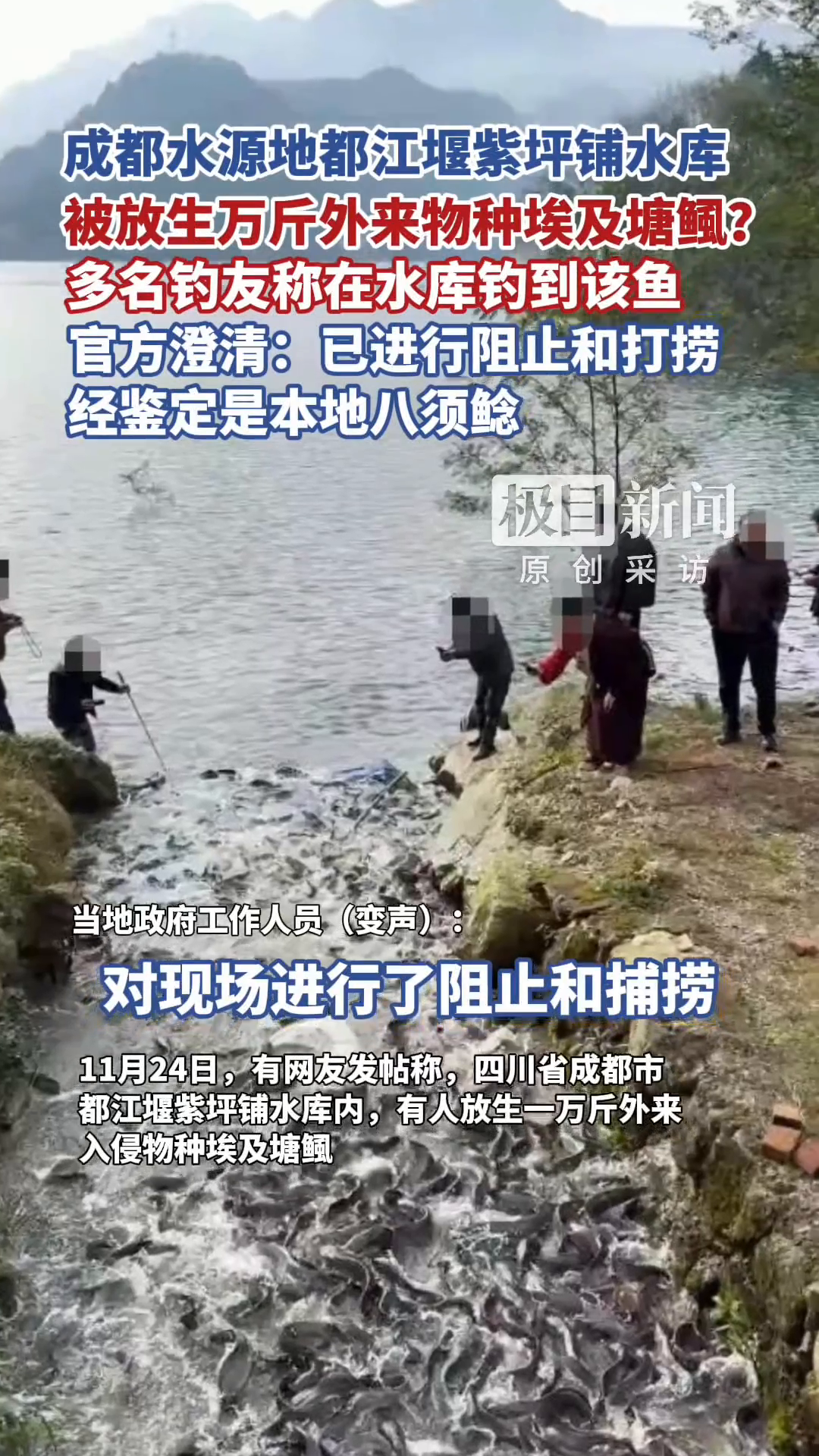「视频」成都市水源地都江堰紫坪铺水库,被放生万斤外来物种埃及塘鲺?官方澄清:已进行阻止和打