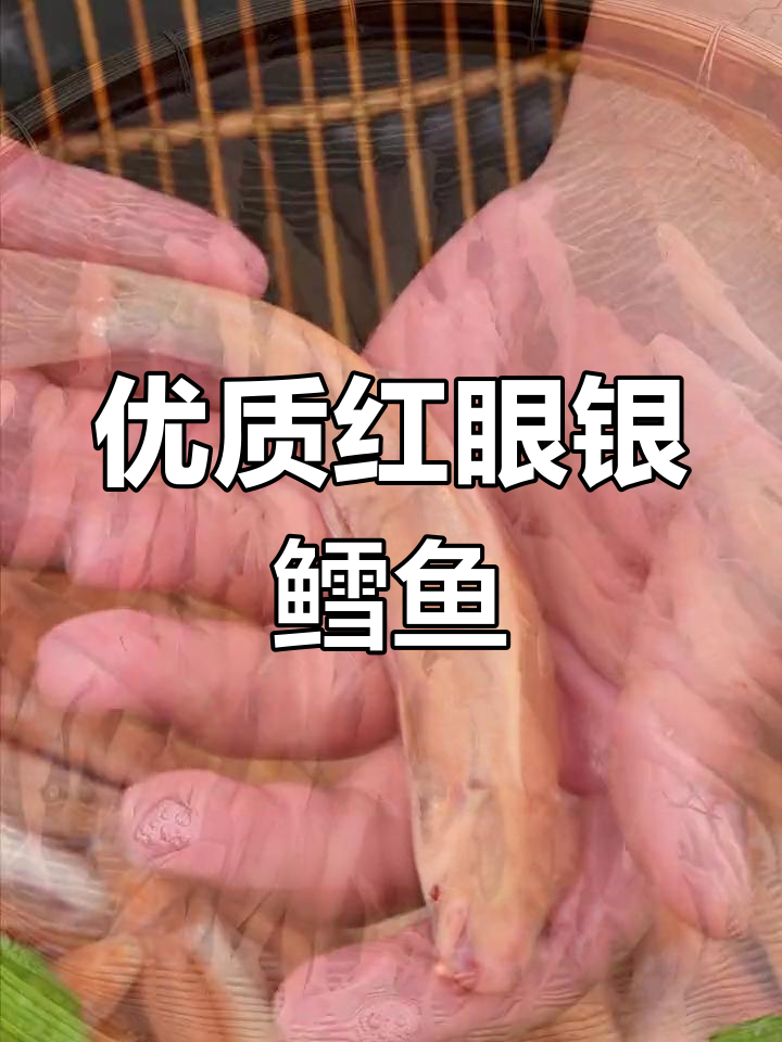 红眼银鳕鱼:观赏与食用兼得