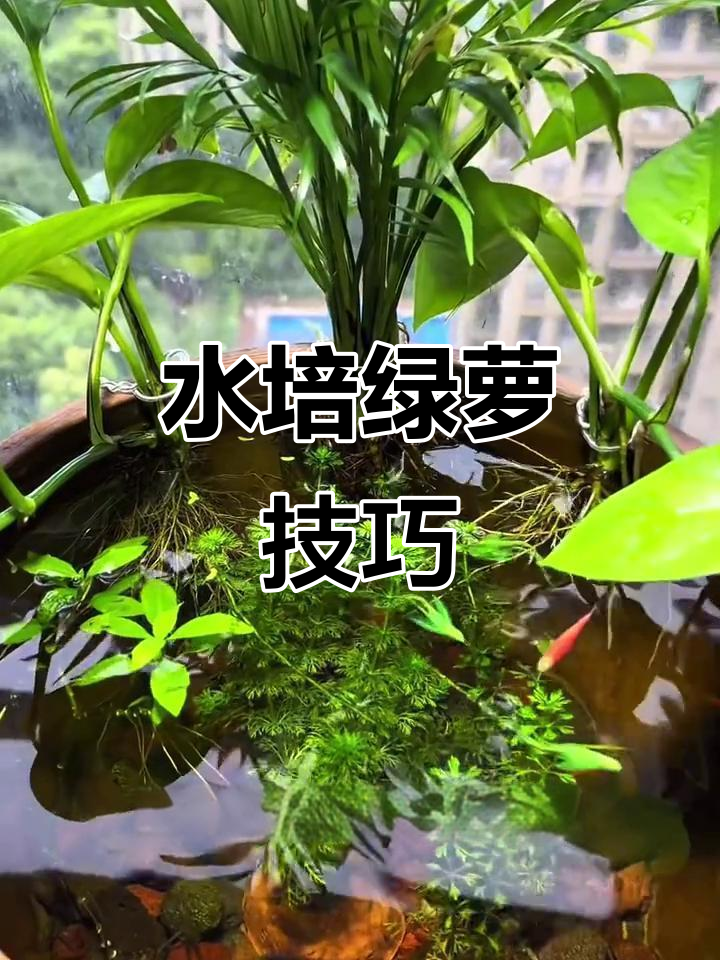 鱼缸边水培绿萝,简单步骤教你搞定
