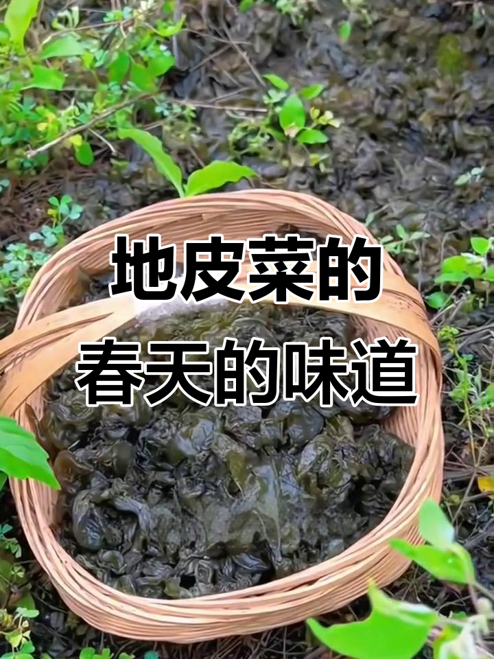 春天湖南必吃地皮菜,鲜美又营养!