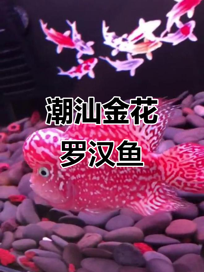金花火凤凰:潮汕寿星罗汉鱼的魅力