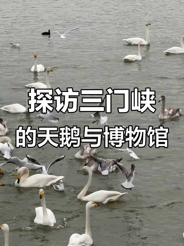 三门峡:天鹅之城与历史遗址的完美邂逅