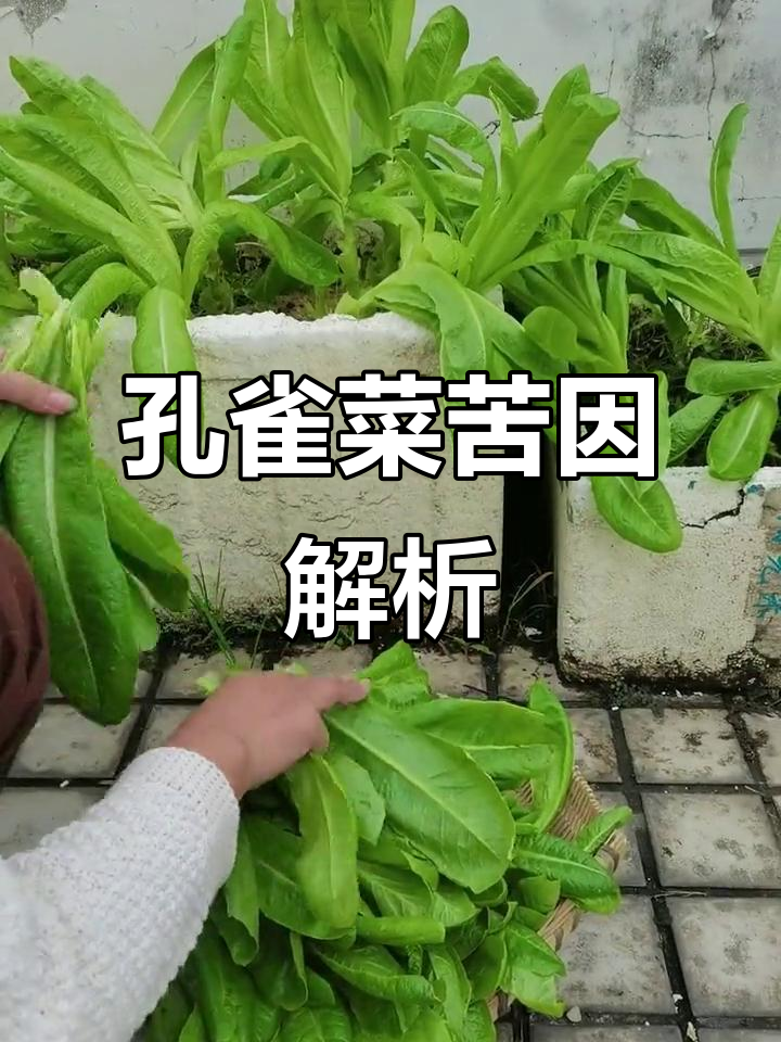 孔雀菜苦味来源揭秘:颈皮与莴笋皮的类似成分