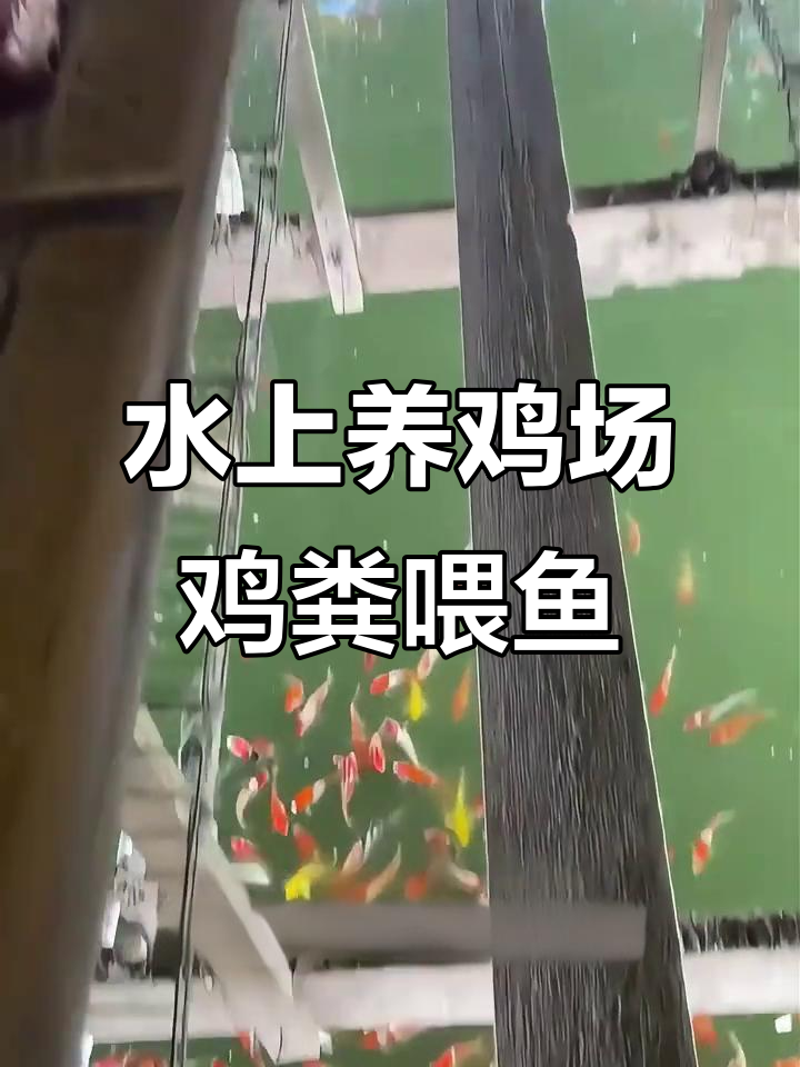 立体养殖:鸡鱼共生的生态循环