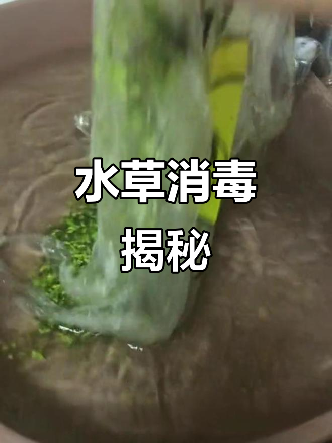 野采与购买水草需消毒,孔雀鱼竟是食蚊鱼的别名!
