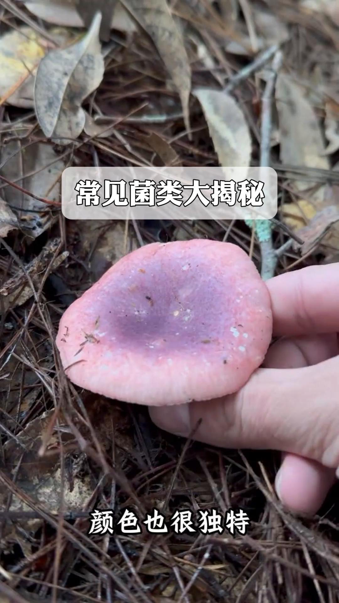 常见菌类大揭秘