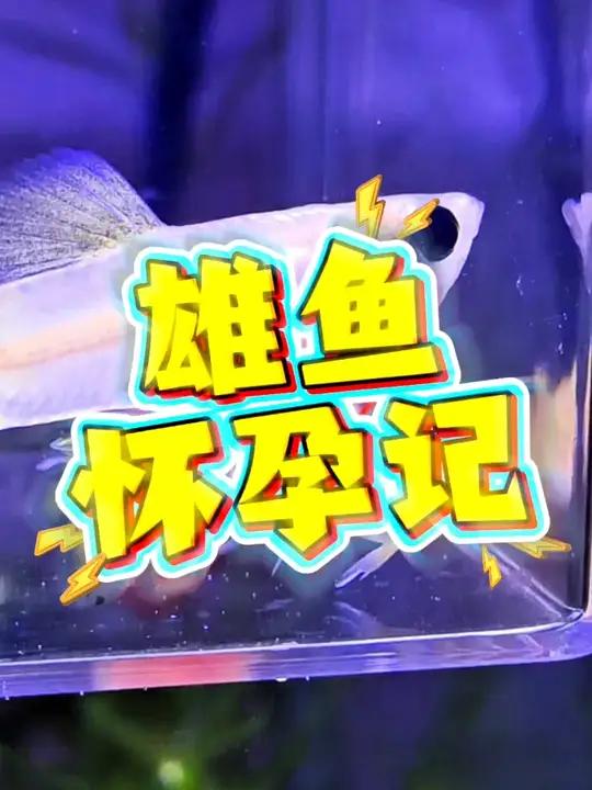 「孔雀鱼」公鱼意外怀孕,鱼缸上演男妈妈事件!