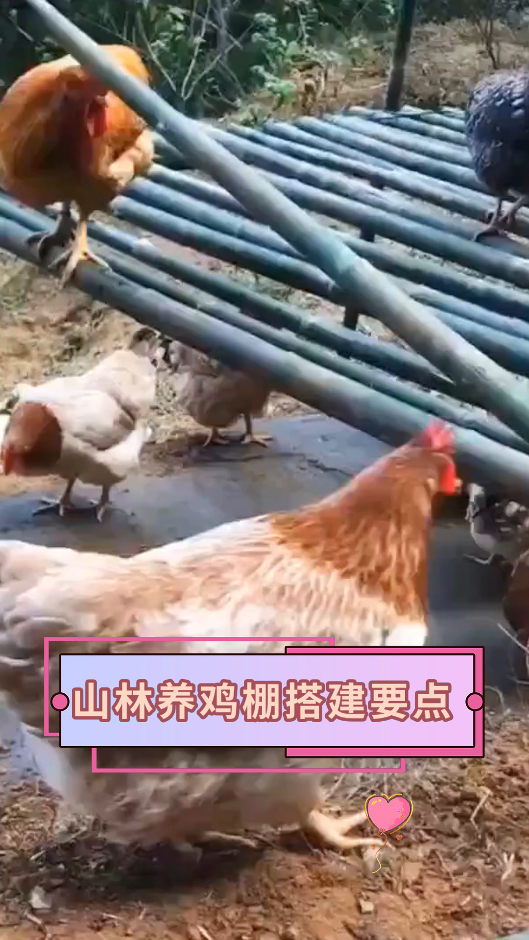 山林养鸡棚搭建要点