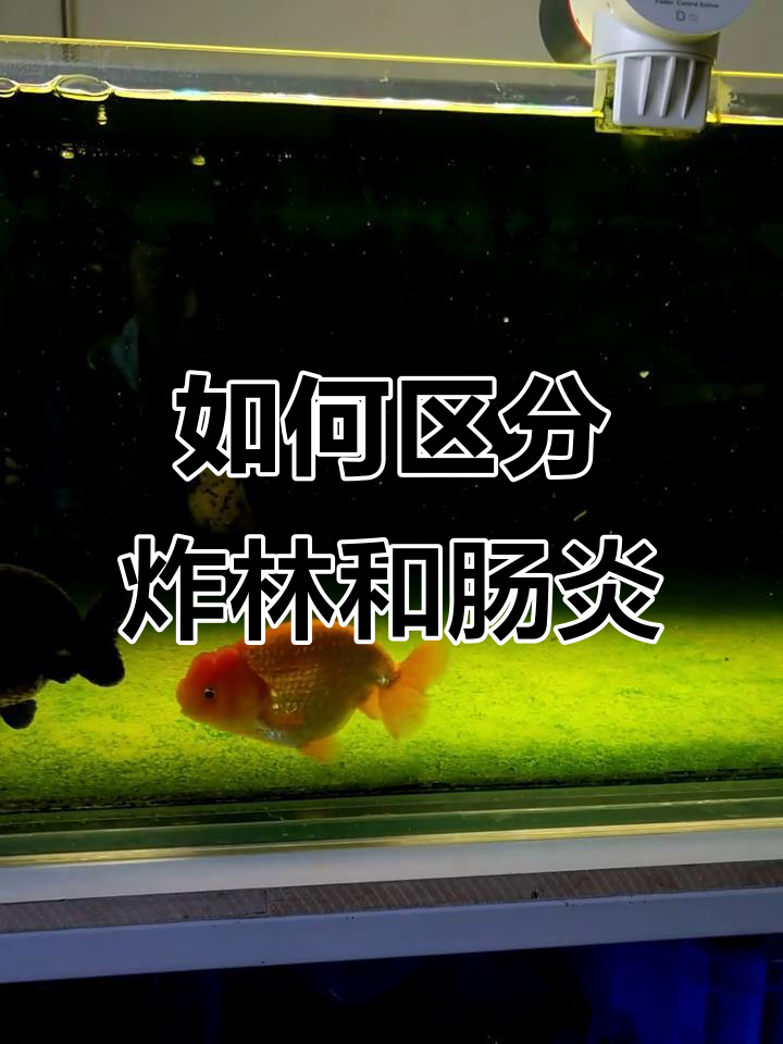 鱼病炸林与肠炎的区别及治疗方法