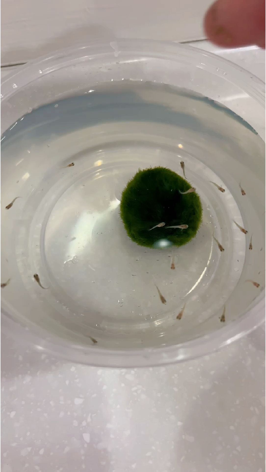孔雀鱼宝宝出生4天喂食