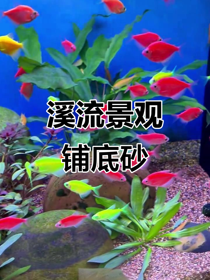 天然鹅卵石，溪流造景必备，水族箱装饰更添自然韵味