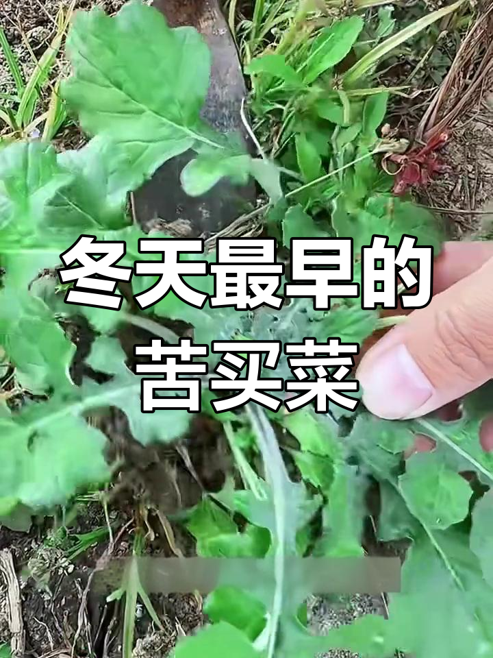 冬季最早野菜,苦荬菜的独特美味与用途