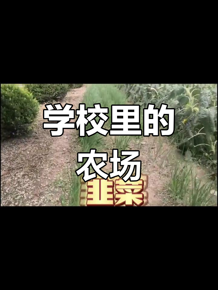 校园小菜园:蔬菜大丰收