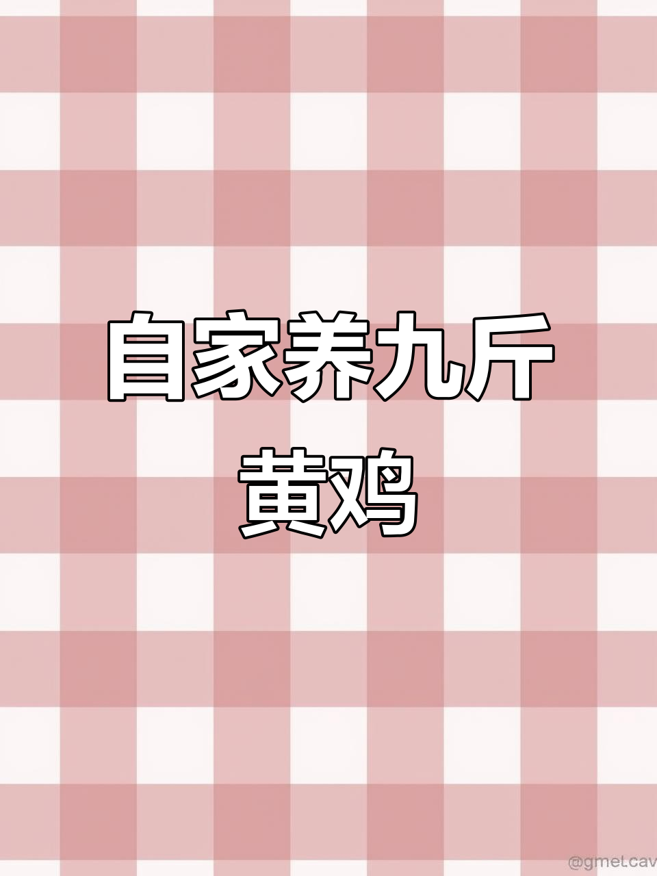 九斤黄鸡苗批发,自家养殖助力乡村振兴