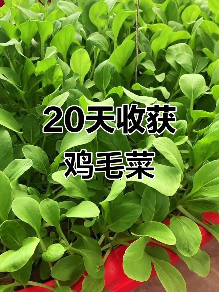 鱼菜共生种植鸡毛菜,20天快速采收,生长惊人