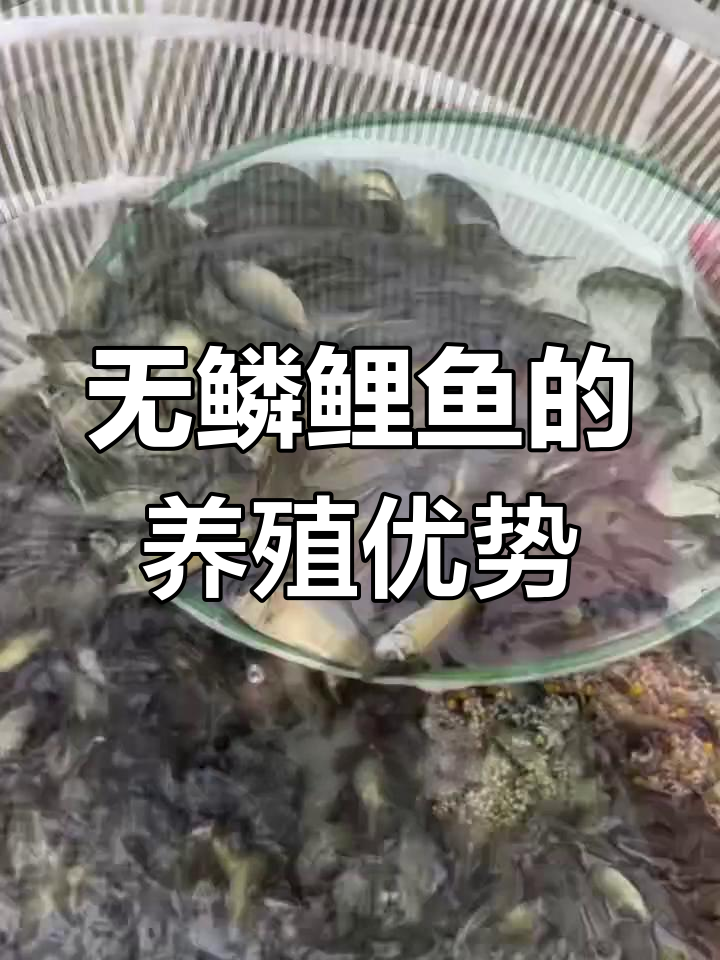 见过无鳞鲤鱼吗?生长快,病害少,最大能长三十斤