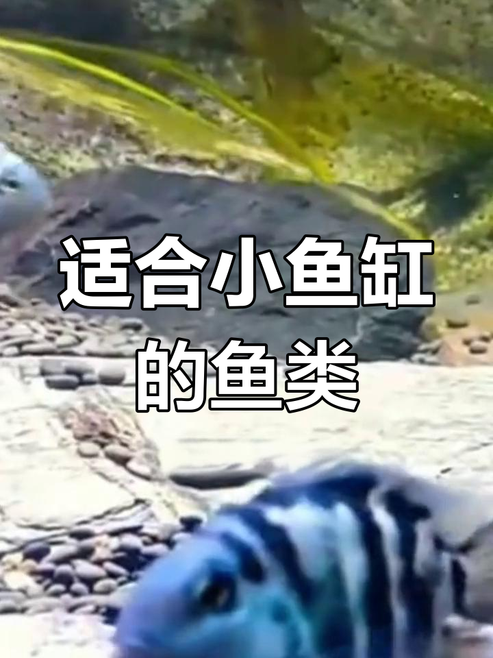 小鱼缸适合养什么?迷你鹦鹉和非洲鲷推荐