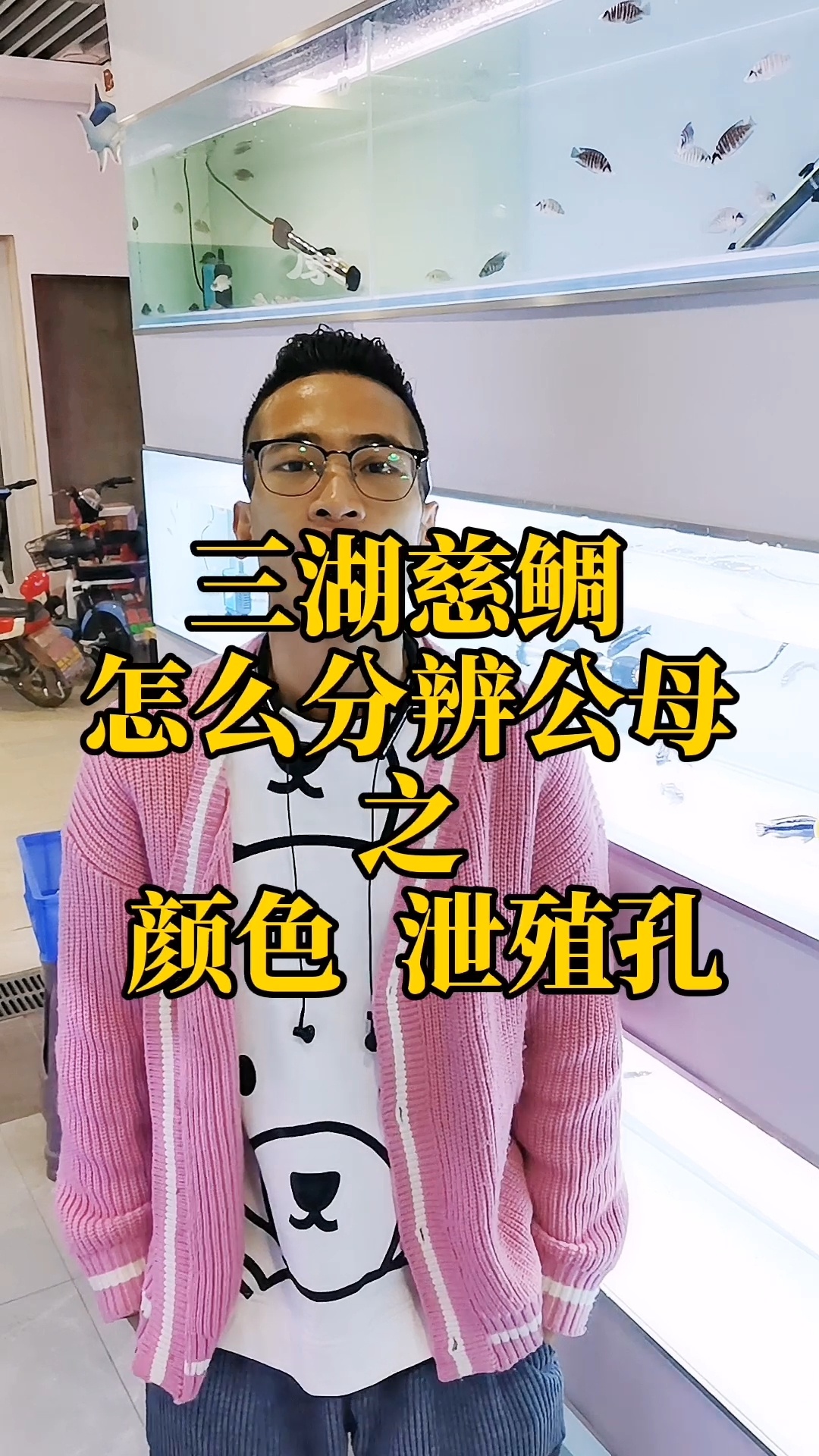 三湖慈鲷 怎么分辨公母 之 颜色 泄殖孔