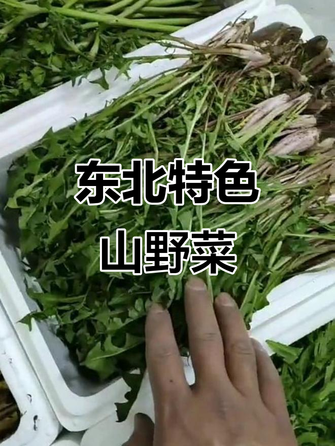 东北反季山野菜大揭秘,三红头子、猫爪子等美味来袭