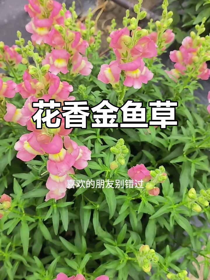 金鱼草,花繁叶茂,香气扑鼻,盆栽地栽皆宜