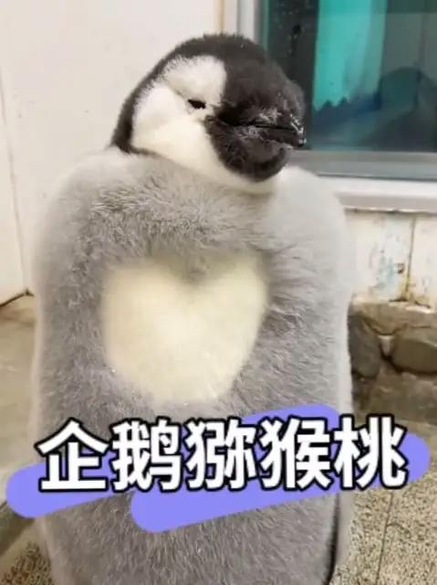 从猕猴桃变成落汤鸡!小企鹅脱毛脱成这样好尴尬!出门会被嘲笑吧?