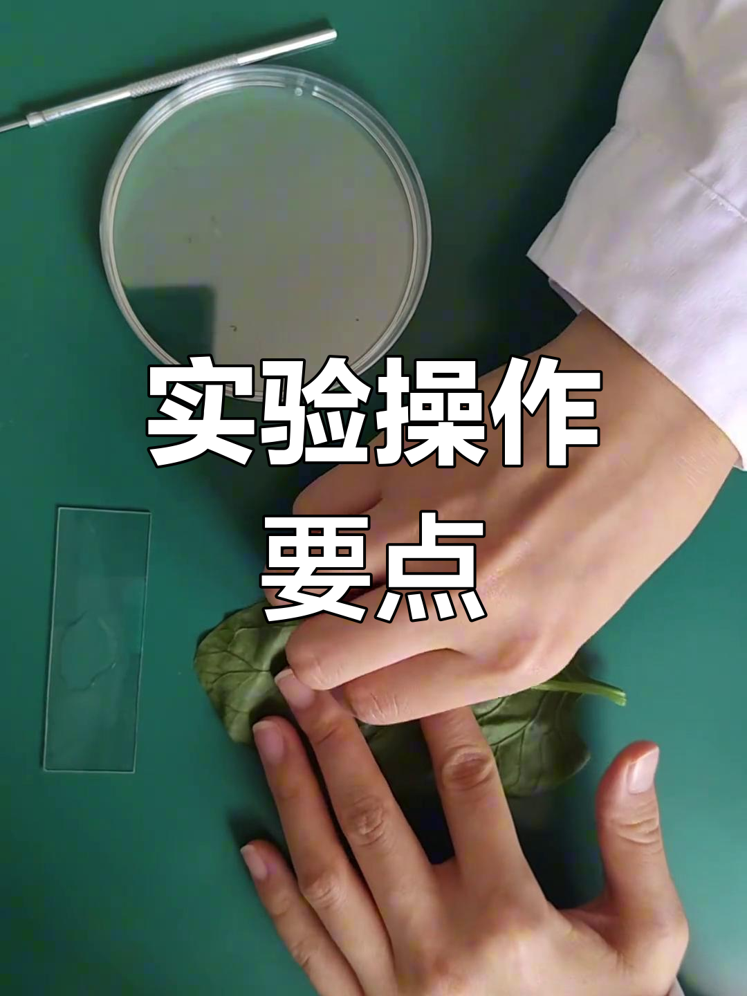 实验必考,掌握叶片横切技巧!