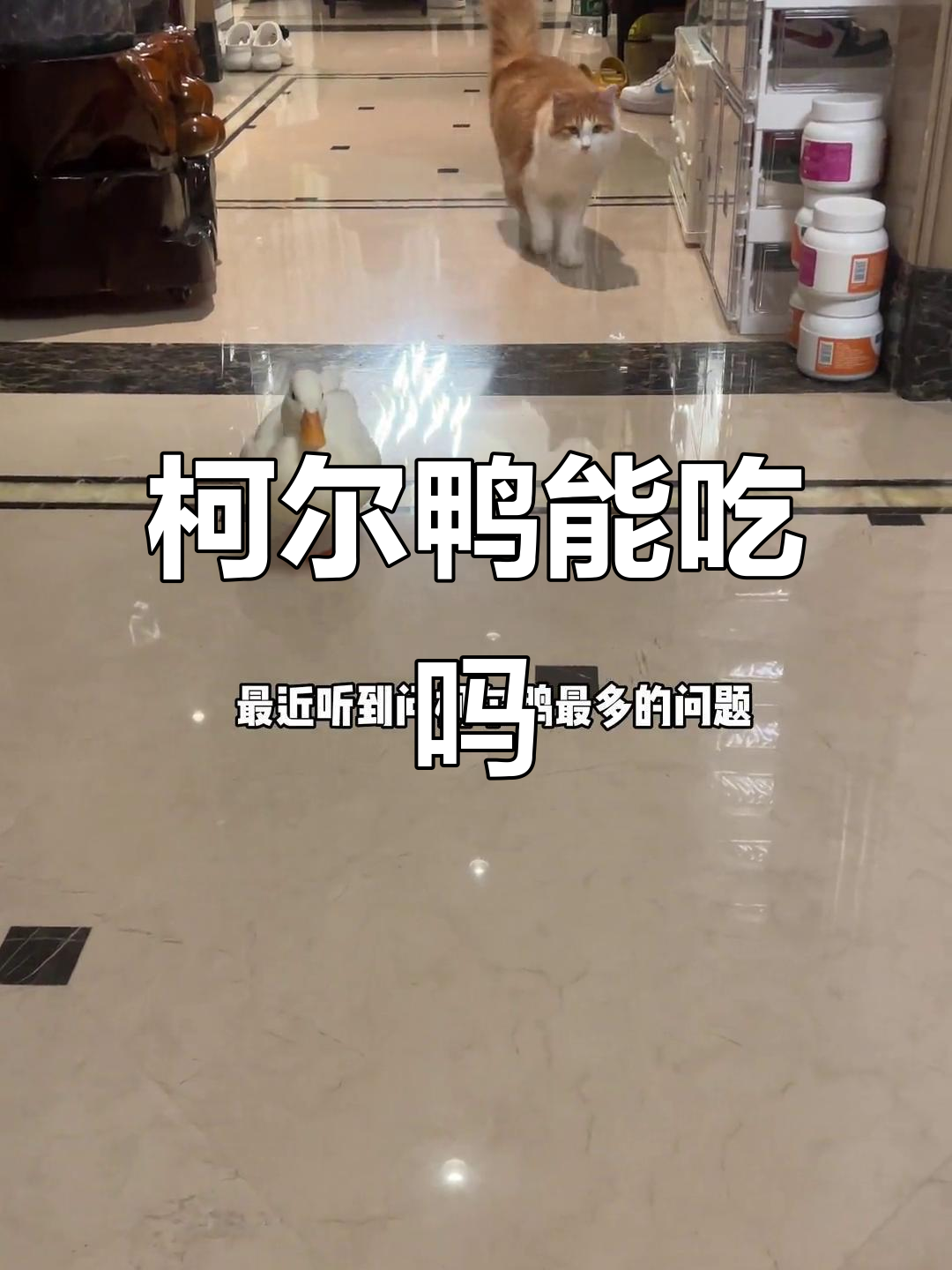 柯尔鸭到底值不值得吃?价格贵到让人却步