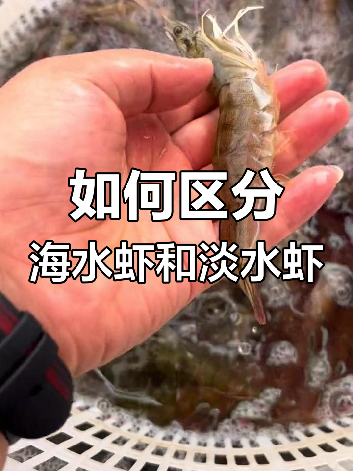 海水虾与淡水虾的区别解析