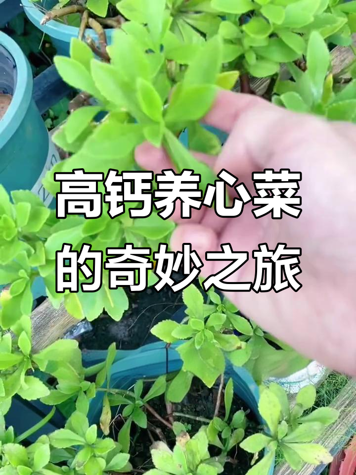 养心菜:从花朵到药材,一盆搞定!