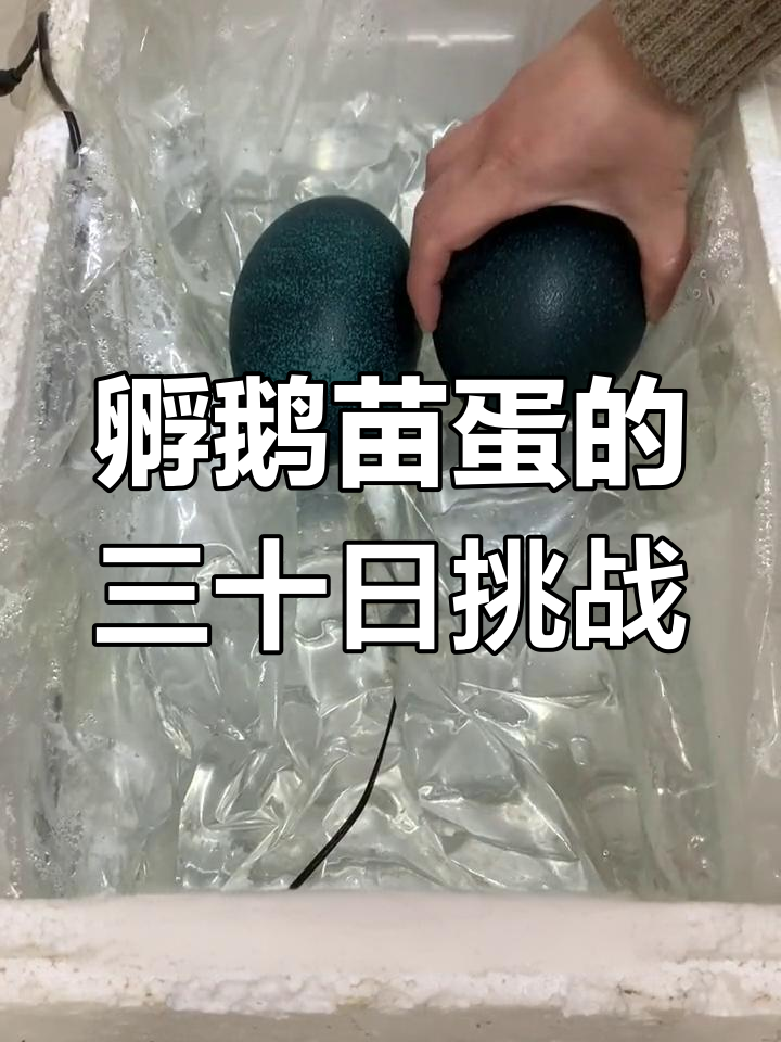 人工孵化鸸鹋蛋,30天翻蛋记录大揭秘