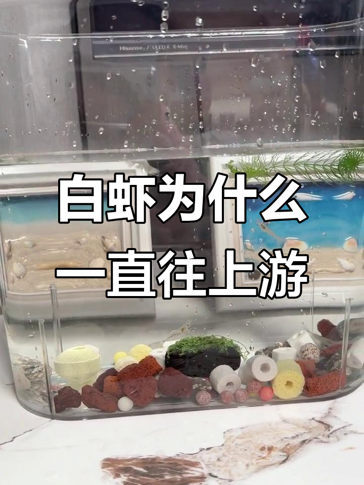 秀丽白虾为何不停向上游？揭秘背后的秘密