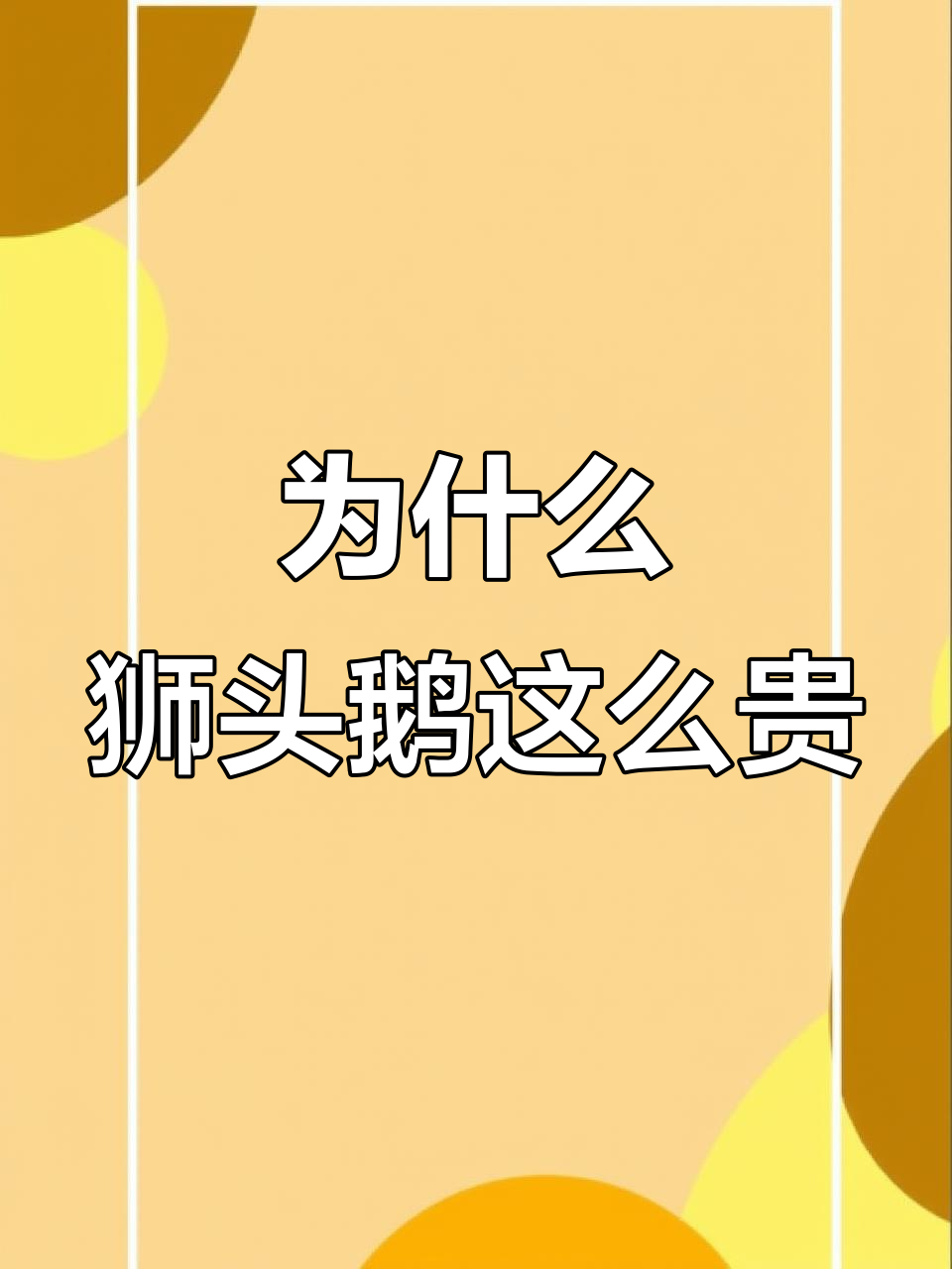 狮头鹅价格昂贵的原因分析:生长周期长、饲养成本高
