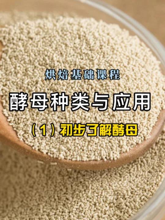 烘焙基础知识酵母介绍与在面包中的应用(1)