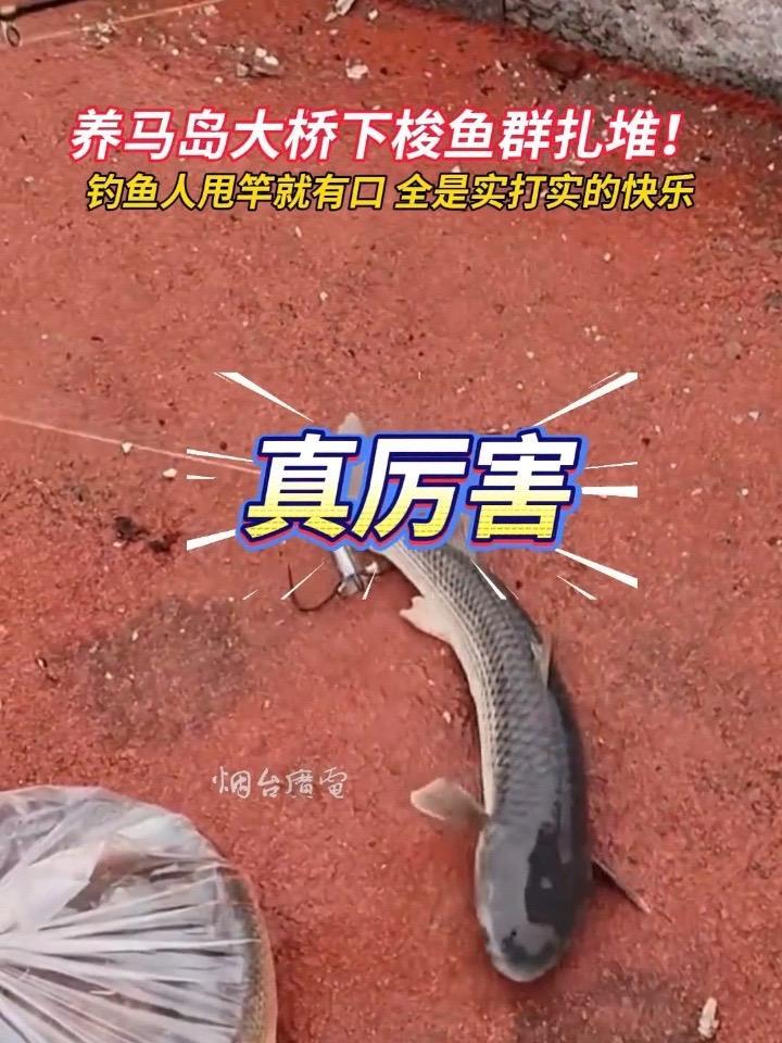 1月16日（发布时间），山东烟台。养马岛大桥下梭鱼成群，钓鱼人的快乐谁懂啊！#梭鱼 #钓鱼