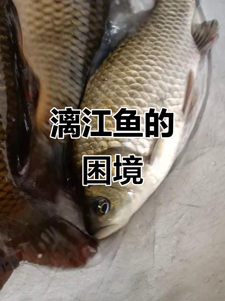漓江鱼越来越少,金黄鲫鱼难寻,质量与数量难以兼得