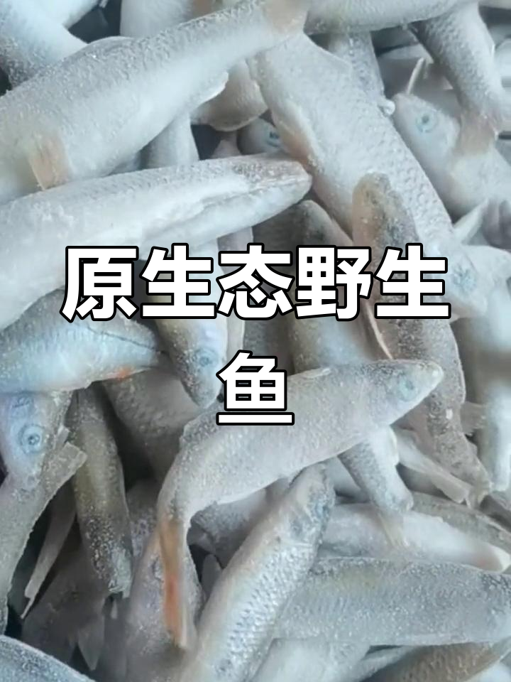 新鲜大麦穗鱼,冰上冻存,原汁原味