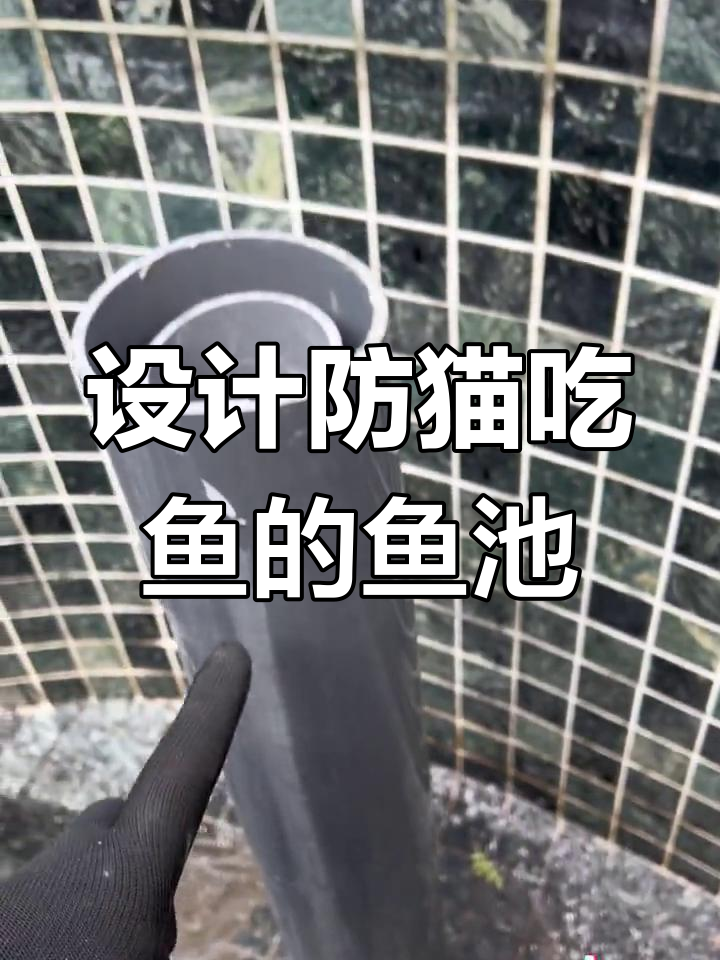 鱼池设计巧妙,防止野猫抓鱼
