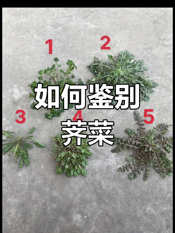 真假荠菜辨别法,图五才是真货