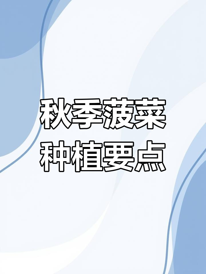 秋菠菜种植技巧:何时播种与如何管理