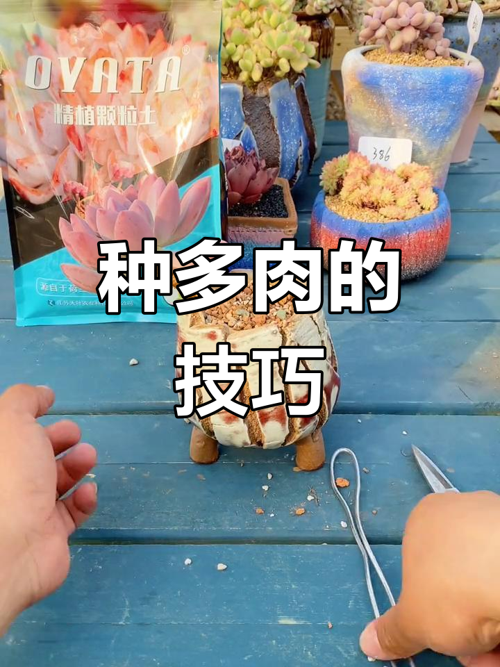 轻松学会种妖娆桩,肉肉养护全攻略