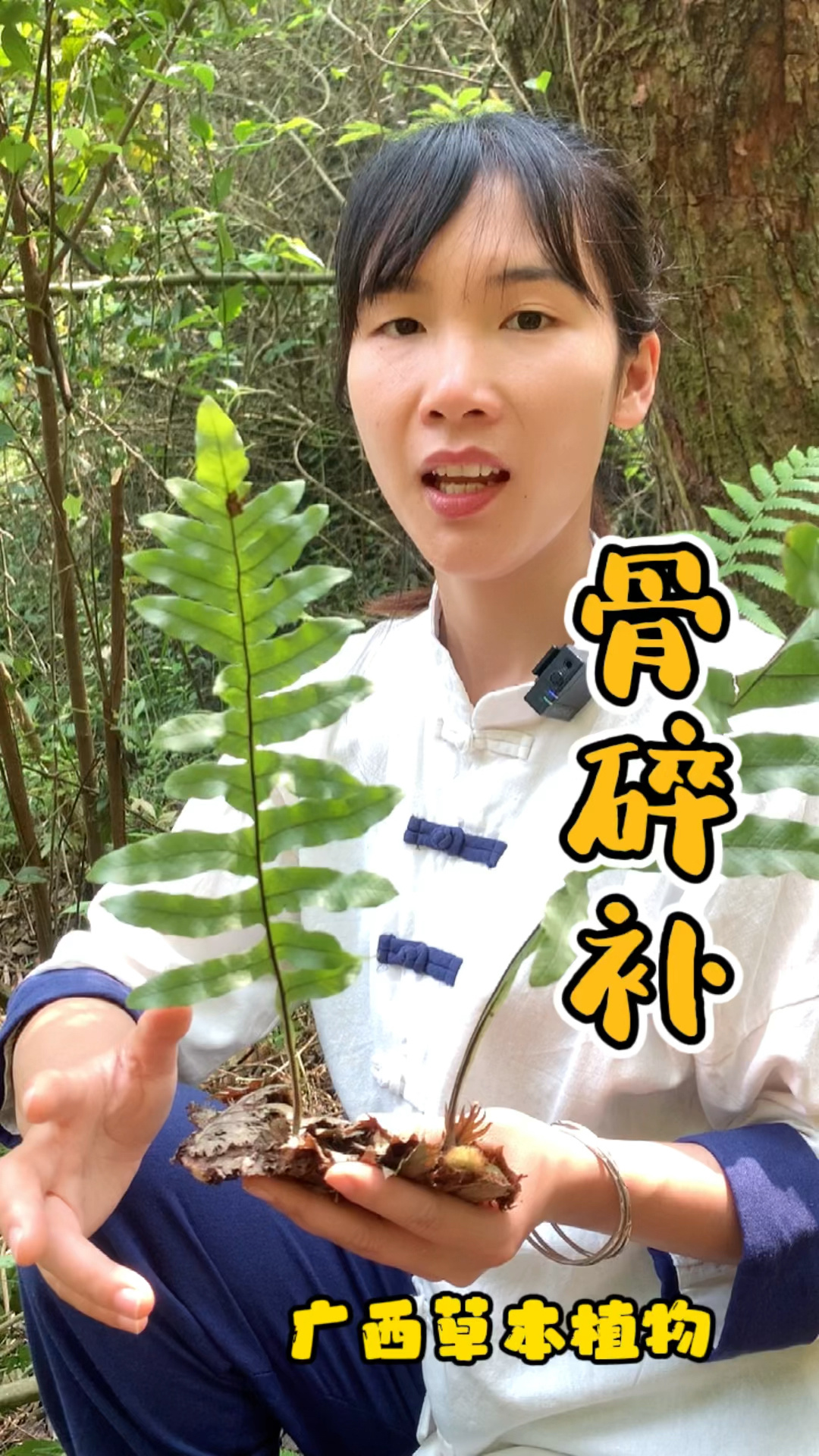 百草之——骨碎补