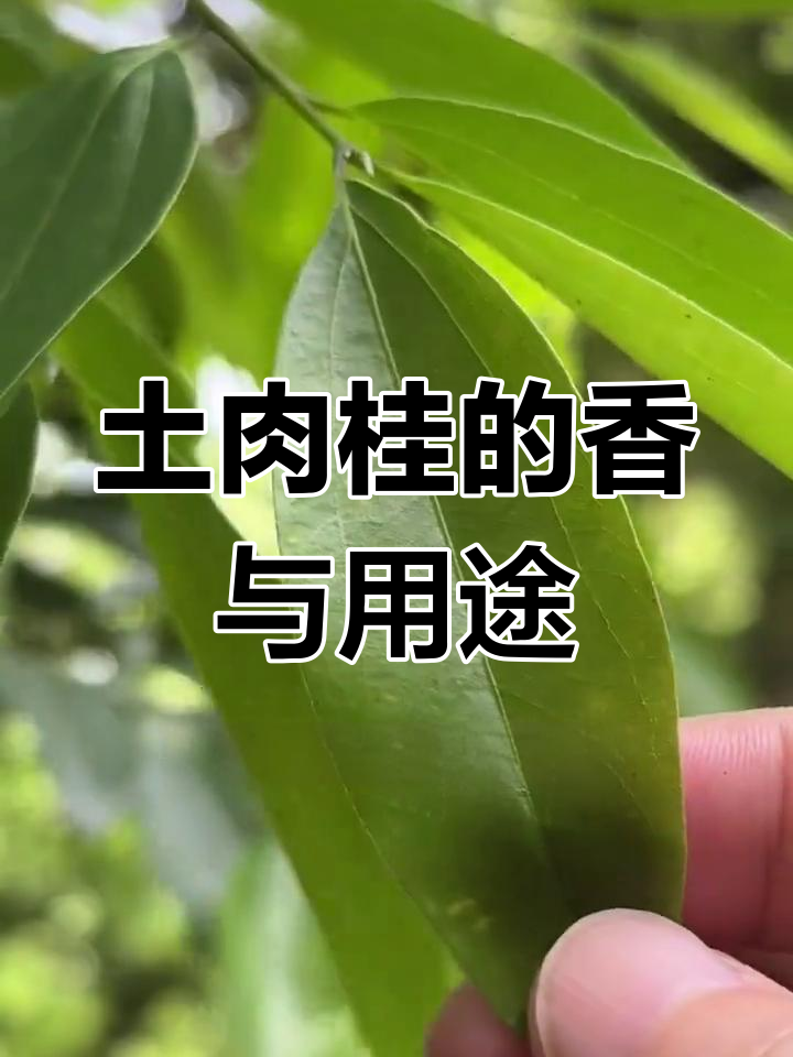 土肉桂:樟科香气四溢,叶可代月桂