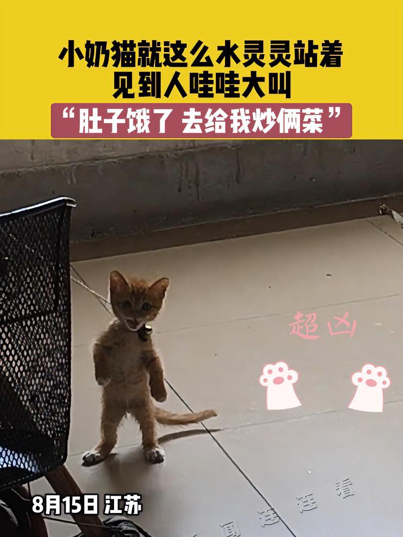 8月15日 江苏,小奶猫就这么水灵灵站着,见到人哇哇大叫,“肚子饿了 去给我炒俩菜” 猫咪