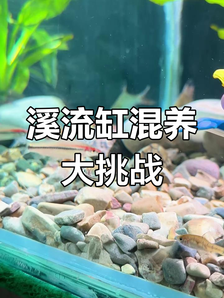 溪流缸混养挑战:虾虎鱼与条纹小霸首次入缸,状态如何?